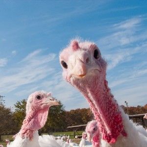 Meet your Posher, Abigail